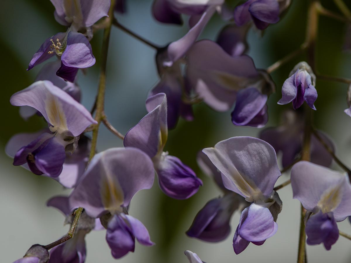 Blüten